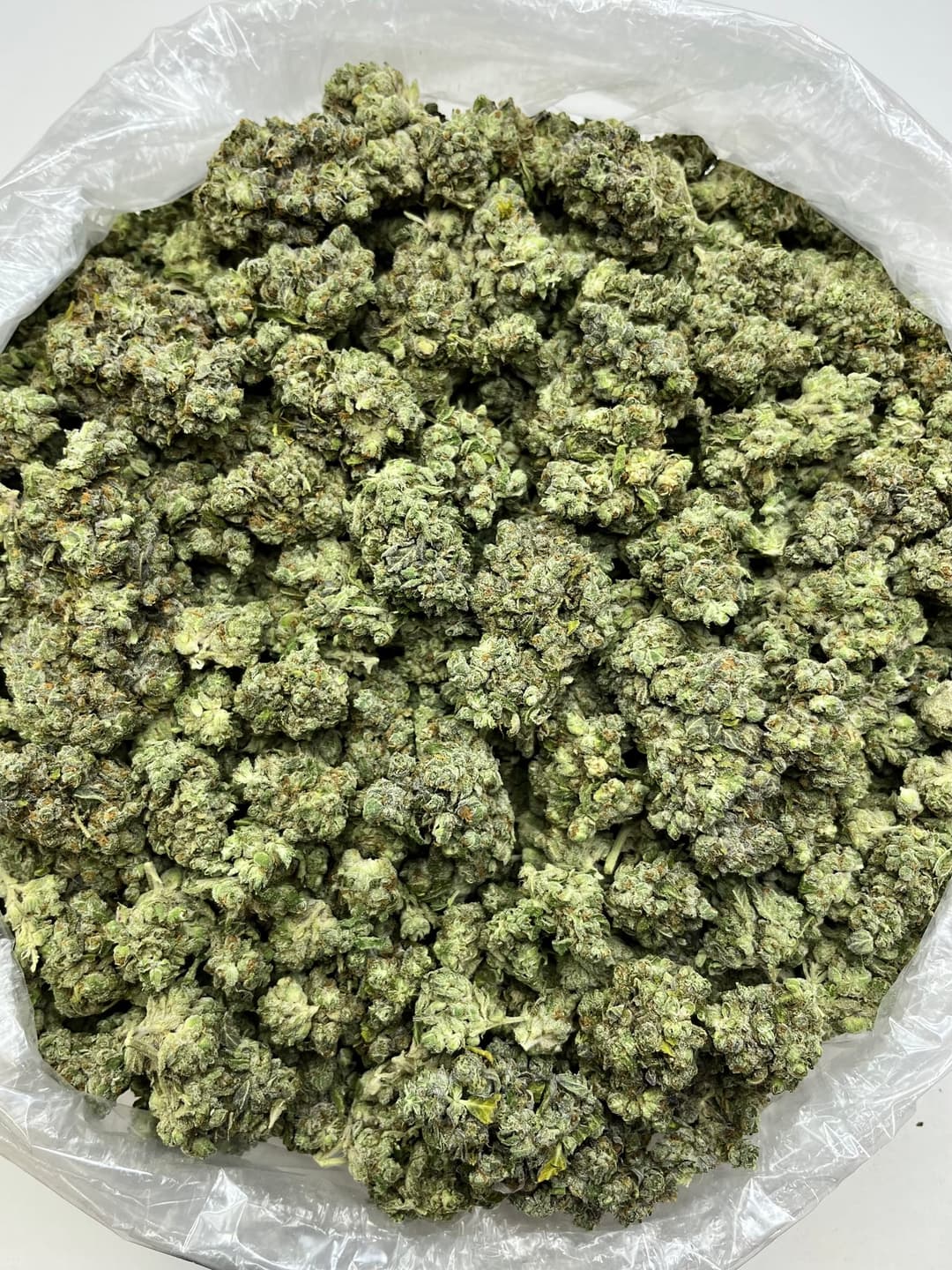 Platinum Lemon Gusherz Bigs, same lot, photo 2 of 2