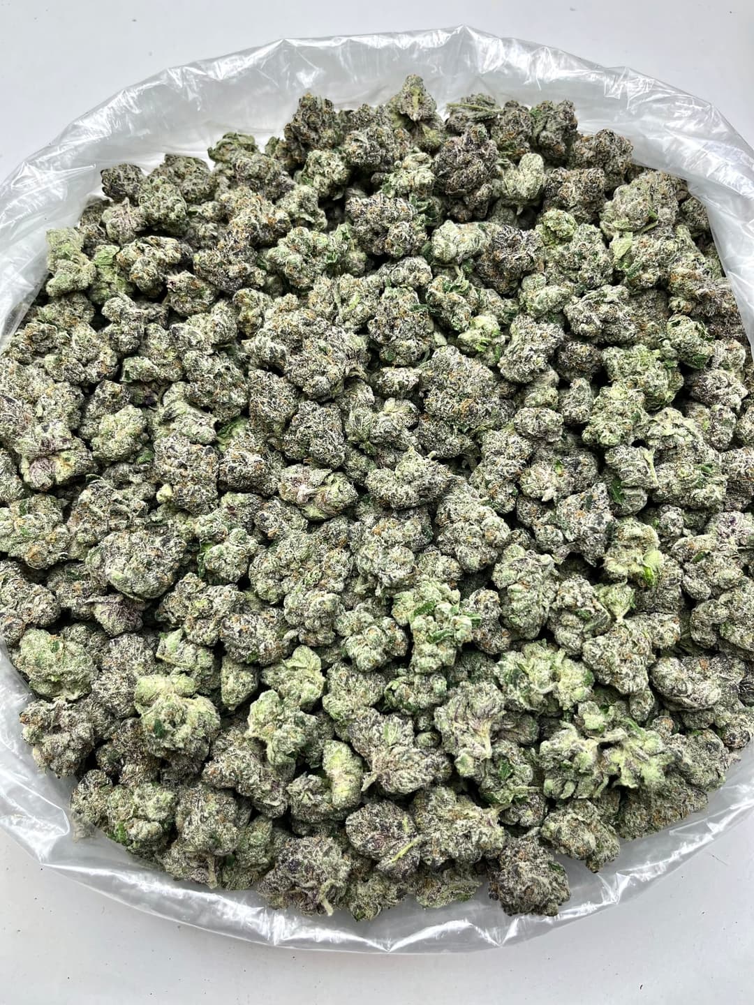 Pink Lemon Cherry Gelato (Bigs), photo 2 of 2