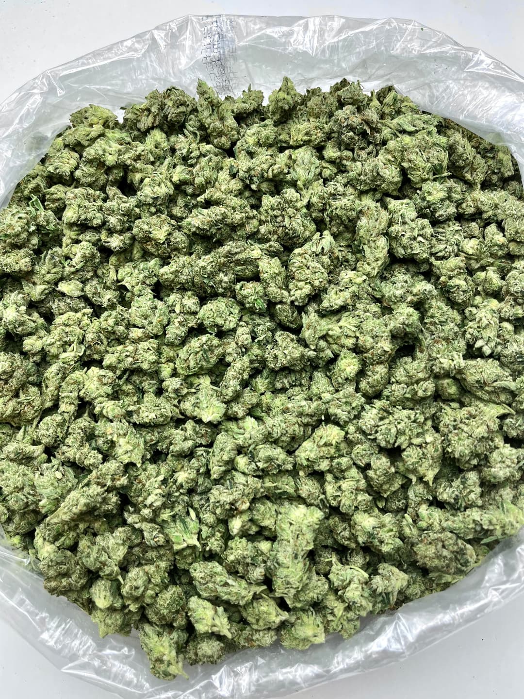 GG4 (Bigs), photo 1 of 2